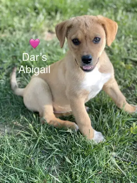 Dar’S Abigail photo 2