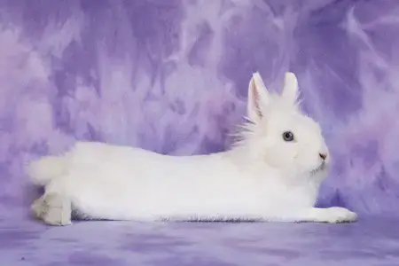 Aubriella Aka Linnea Celeste photo 2