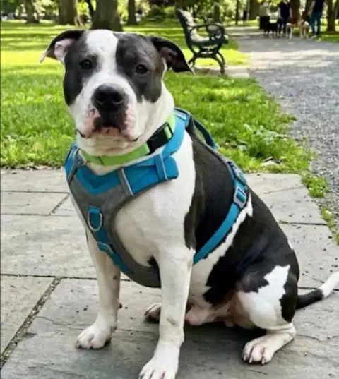 Dudley