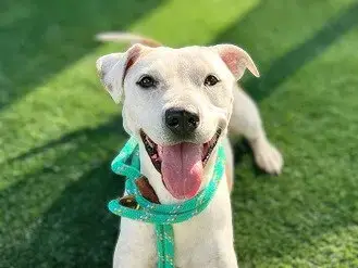 Sweet Girl