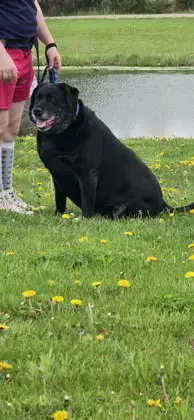 Daisy photo 4