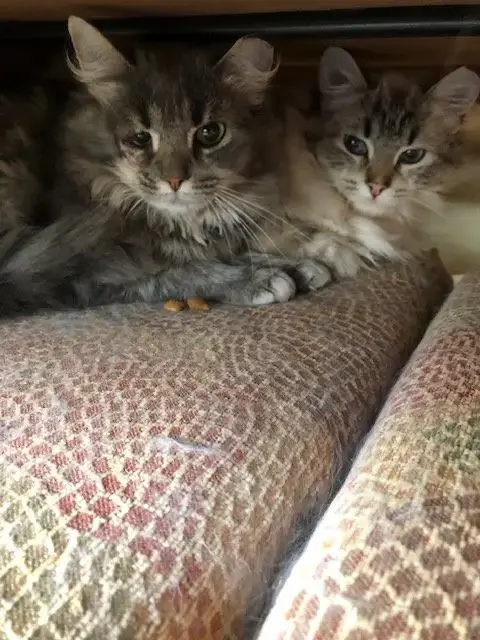Lacey Bonded With Lance