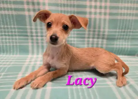 Lacy
