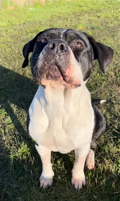 Ace