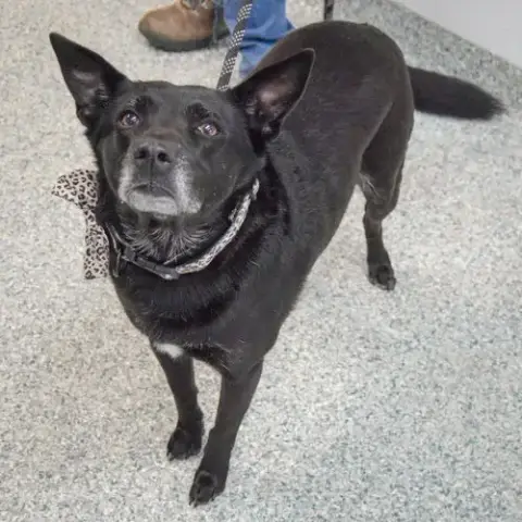 Rosie photo 2