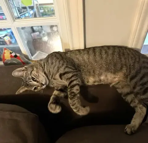 Tilly #Adventurous-Aristocat photo 4
