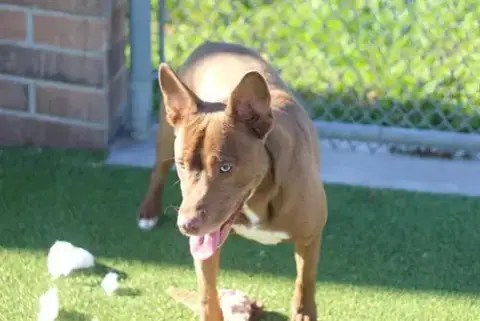 Stella