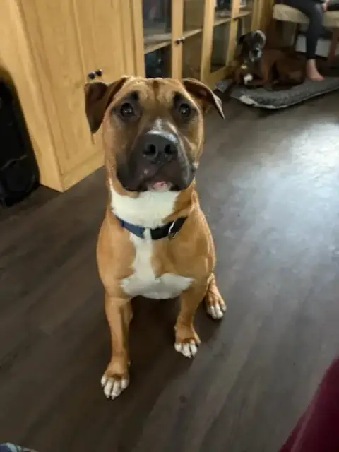 Rocky Boy