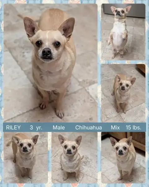 Riley