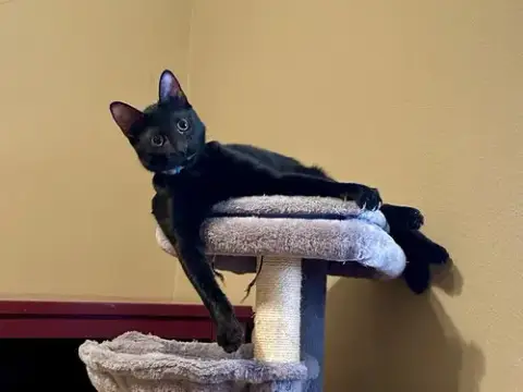 Jj