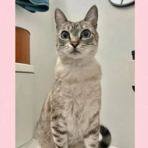 Cirri