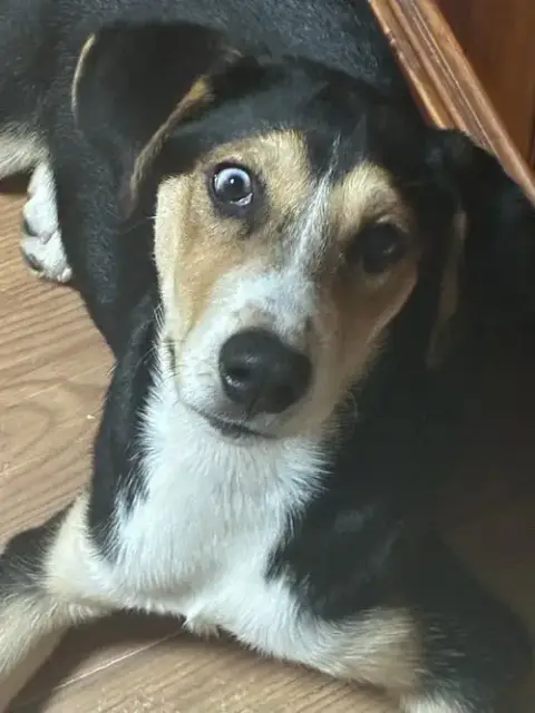 Millie