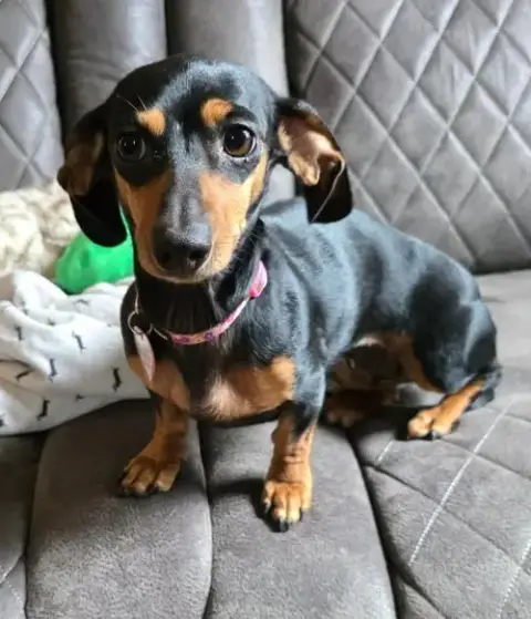 Gemma In Wi