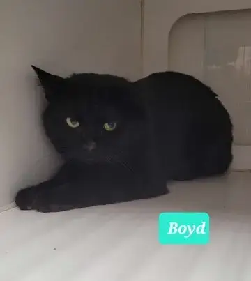 Boyd photo 3