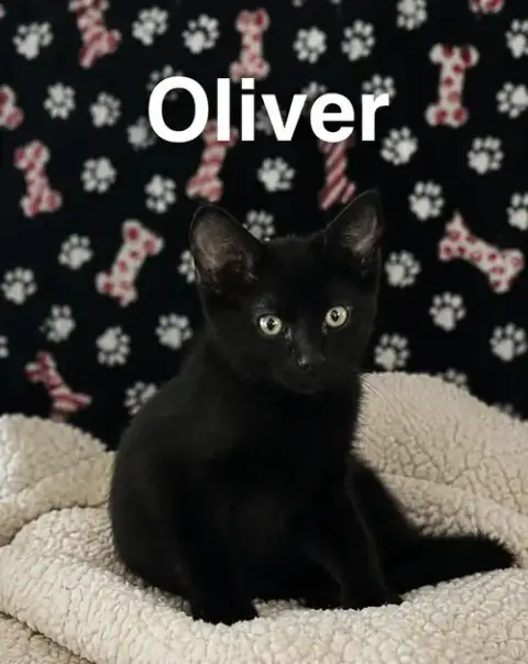 Oliver