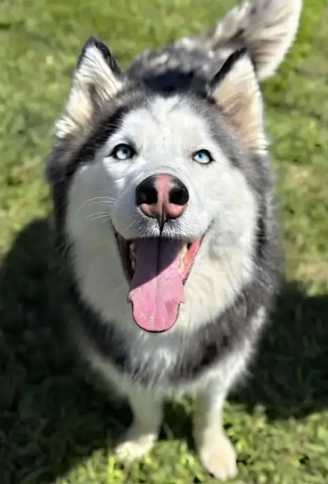 Sansa photo 2