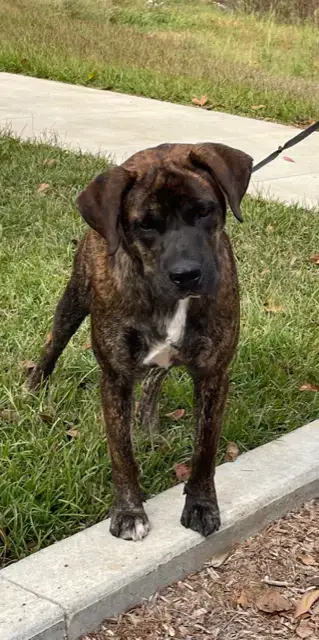 Rex photo 2