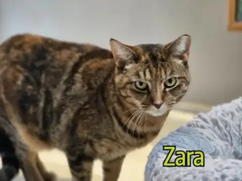 Zara photo 4