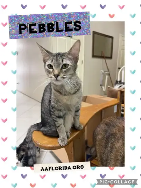 Pebbles *Cyd photo 2
