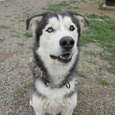 Koda