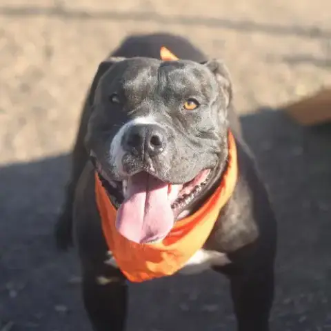 Brutus