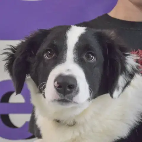 Reggie photo 4