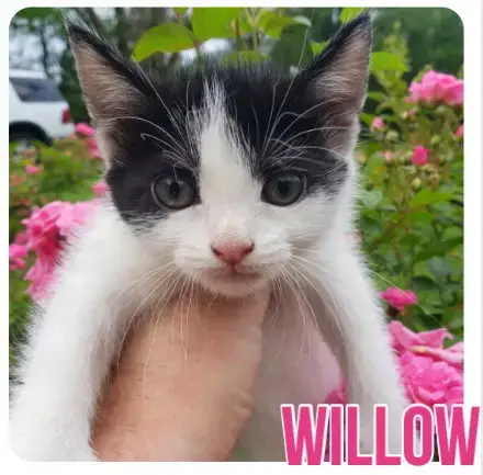 Willow photo 3