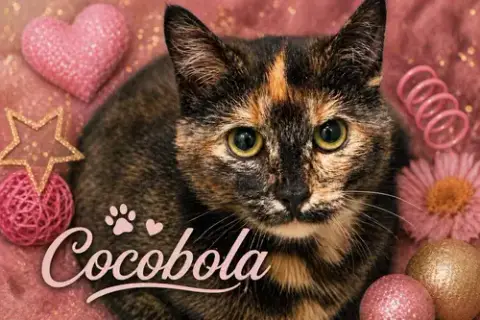 Cocobola