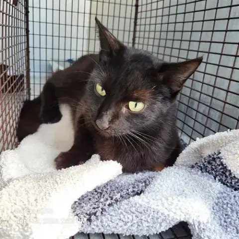 Harriet