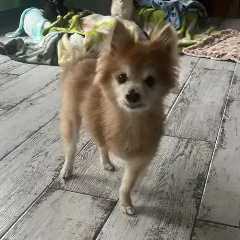 Foxie