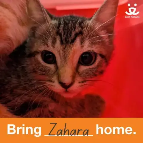 Zahara