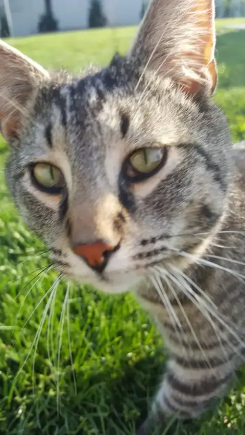 My Purrrrrfect Partner photo 4