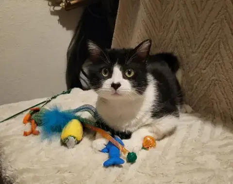 Hercule