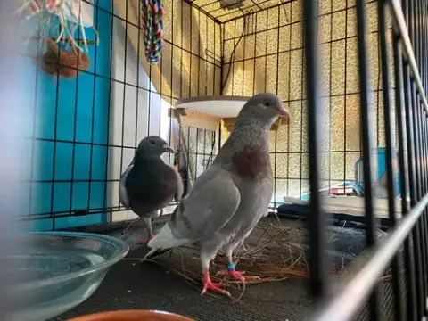 Beanie W/ Pidgy