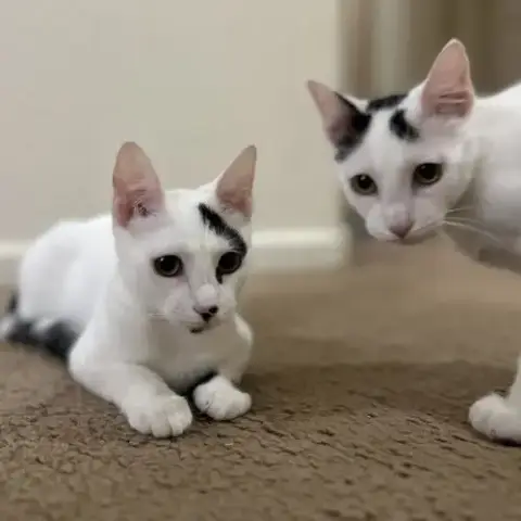 Bertie Mcmoo Bonded To Bessie Mcmoo photo 2
