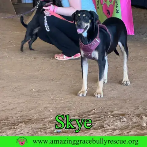 Skye photo 4