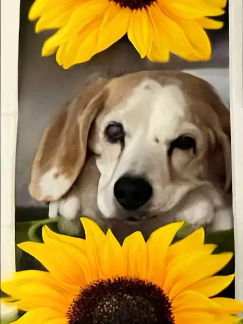 Solo-Adopted 2/15/26 W/Gunny!