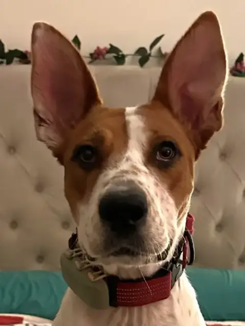Xena