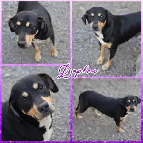 Daphne
