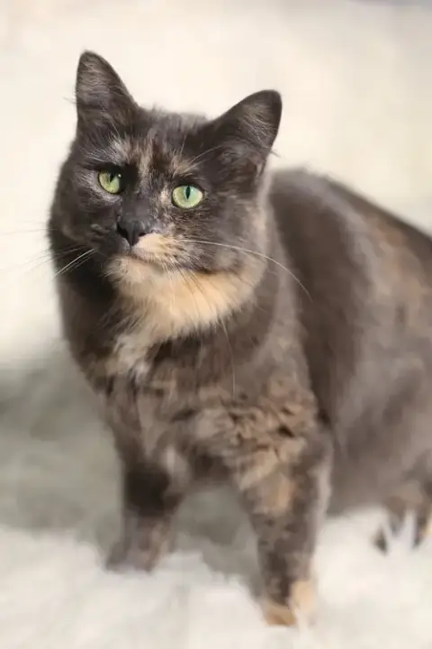 Eulalie