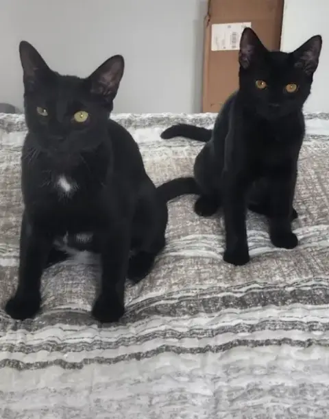 Bonded Pair: Salem & Spirit photo 5