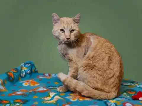 Tigger
