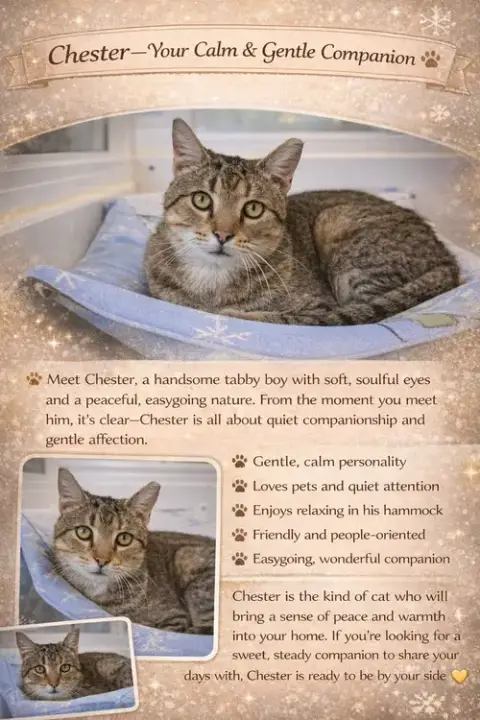 Chester photo 2