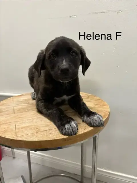 Helena #2243