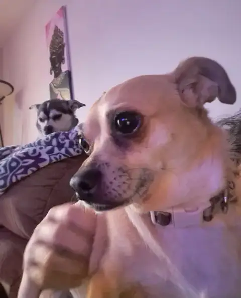 Bea