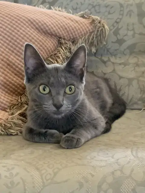 *Olive photo 4