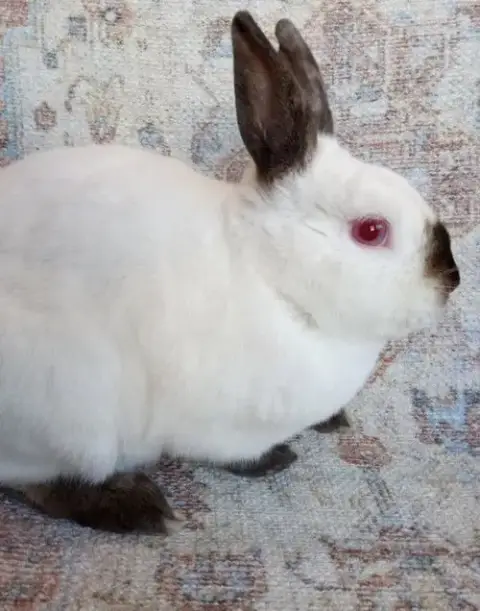 Charles