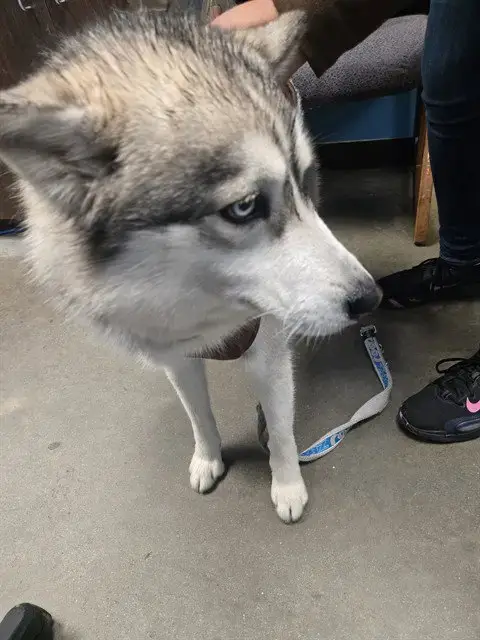 Nova