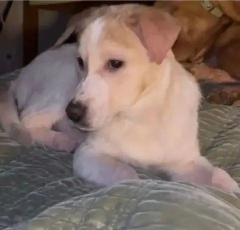Puppy Biscuit