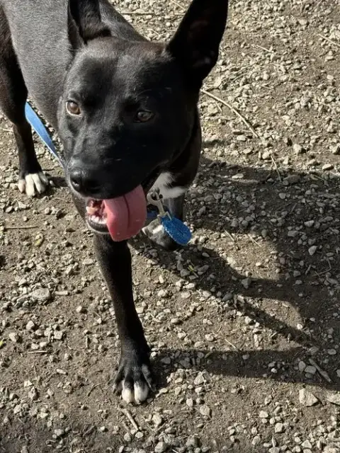 Mowgli photo 2